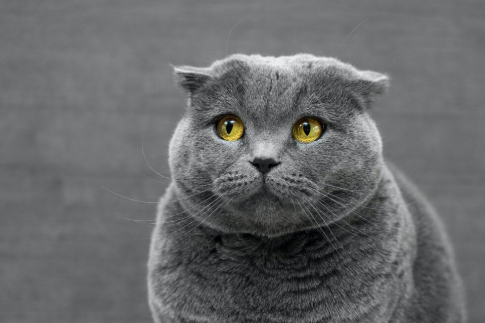 Purr-fectly Unique: Unraveling the Quirks of Cat Breeds