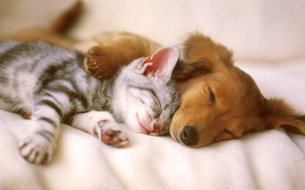 Benefits of Holistic Vet Care for Your Dog or Cat Animal Care Center of Castle Pines